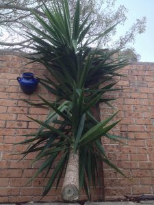 Yucca_Elephantipes | Walter Reeves: The Georgia Gardener