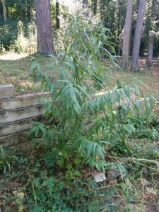 Yze4ghv | Walter Reeves: The Georgia Gardener