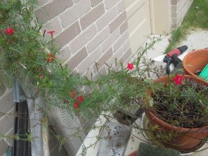 attachment-47 | Walter Reeves: The Georgia Gardener