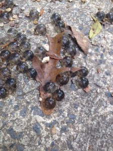 balls-1 | Walter Reeves: The Georgia Gardener