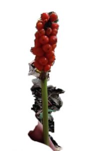 berrys | Walter Reeves: The Georgia Gardener