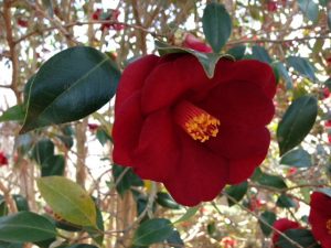camelliared | Walter Reeves: The Georgia Gardener