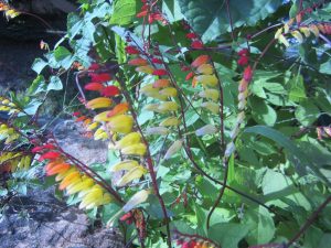 flowering-vine | Walter Reeves: The Georgia Gardener