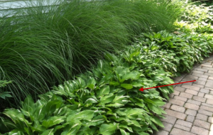 garden | Walter Reeves: The Georgia Gardener