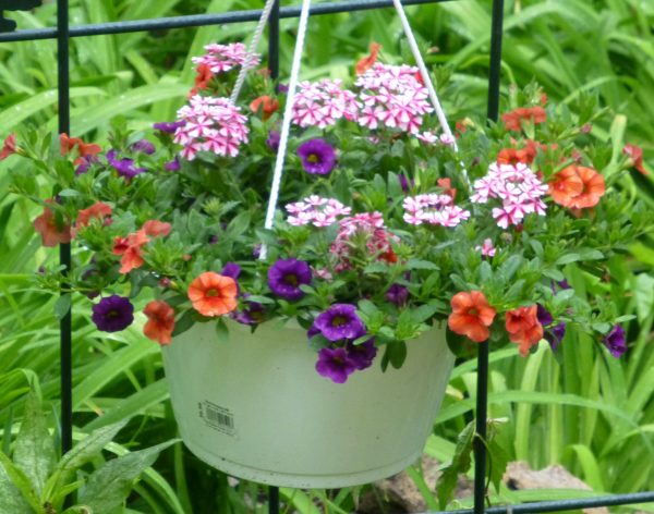 Hanging Baskets on Trees