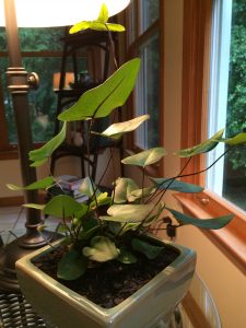 houseplant | Walter Reeves: The Georgia Gardener