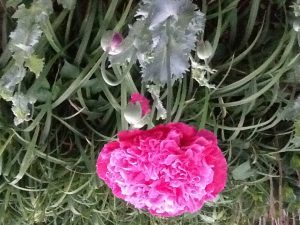 image-11 | Walter Reeves: The Georgia Gardener