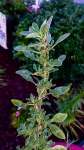 image-18 | Walter Reeves: The Georgia Gardener