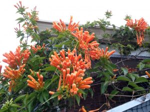 image-22 | Walter Reeves: The Georgia Gardener