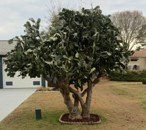 image | Walter Reeves: The Georgia Gardener