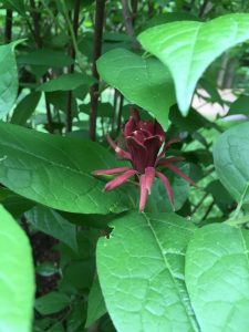 image-3 | Walter Reeves: The Georgia Gardener