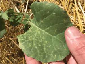 image | Walter Reeves: The Georgia Gardener