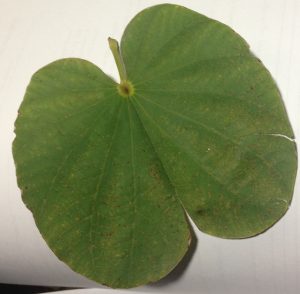 image | Walter Reeves: The Georgia Gardener