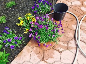 image | Walter Reeves: The Georgia Gardener