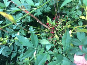 image-6 | Walter Reeves: The Georgia Gardener