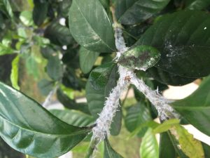 image-9 | Walter Reeves: The Georgia Gardener