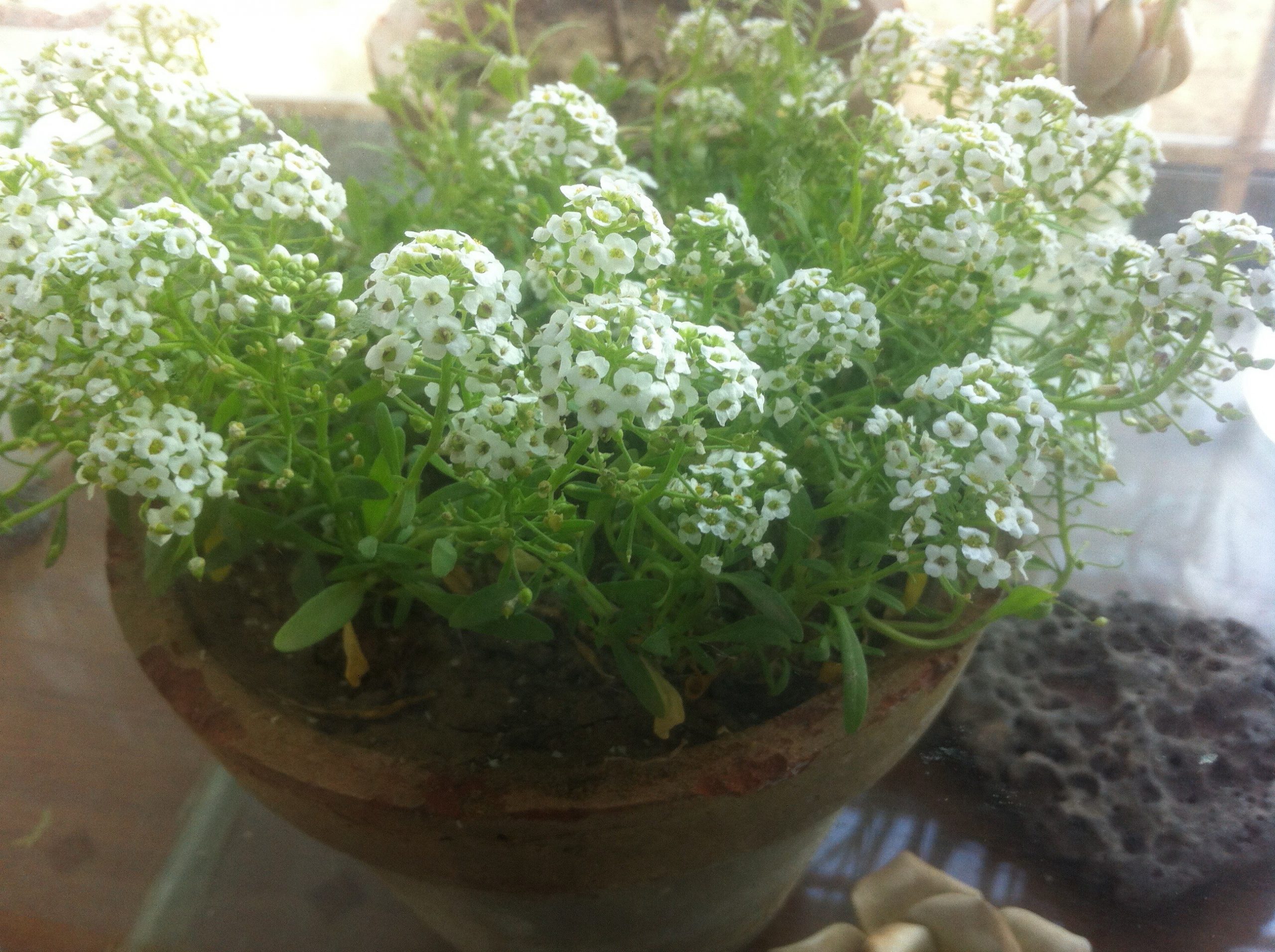 Small white flowers what are they and are they edible? Walter Reeves The Gardener