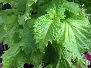 image11 | Walter Reeves: The Georgia Gardener