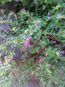 image11 | Walter Reeves: The Georgia Gardener