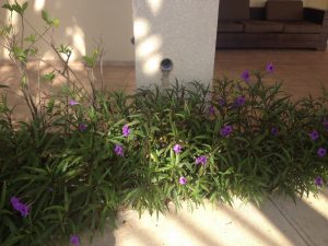 image11 | Walter Reeves: The Georgia Gardener
