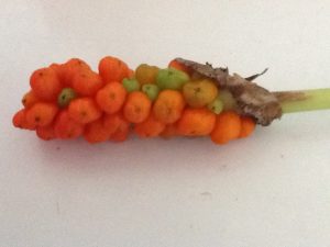 image12 | Walter Reeves: The Georgia Gardener