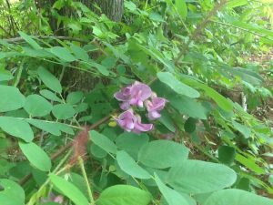 image14 | Walter Reeves: The Georgia Gardener