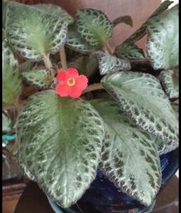 image16 | Walter Reeves: The Georgia Gardener