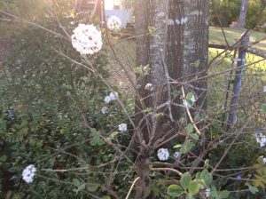 image17 | Walter Reeves: The Georgia Gardener