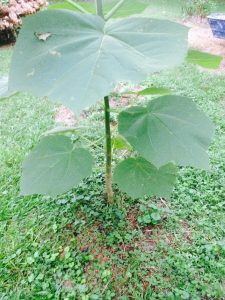 image19 | Walter Reeves: The Georgia Gardener