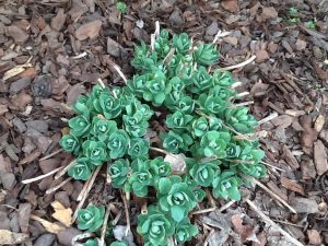 image2 | Walter Reeves: The Georgia Gardener