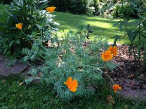 image21 | Walter Reeves: The Georgia Gardener