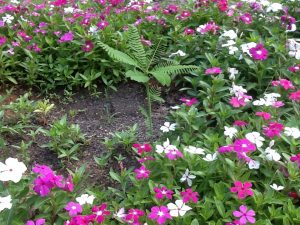 image21 | Walter Reeves: The Georgia Gardener