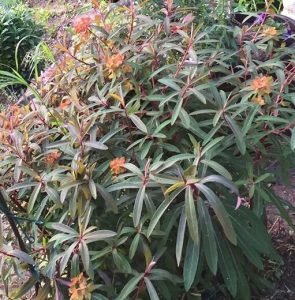 image22 | Walter Reeves: The Georgia Gardener