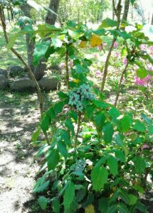 image3 | Walter Reeves: The Georgia Gardener