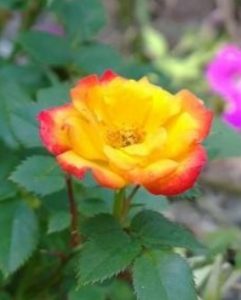 image3 | Walter Reeves: The Georgia Gardener