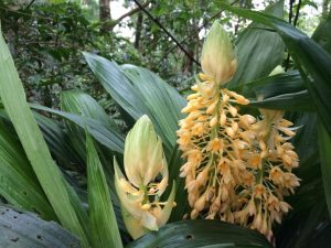 image31 | Walter Reeves: The Georgia Gardener