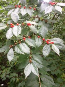image36 | Walter Reeves: The Georgia Gardener