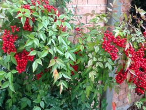 image4 | Walter Reeves: The Georgia Gardener