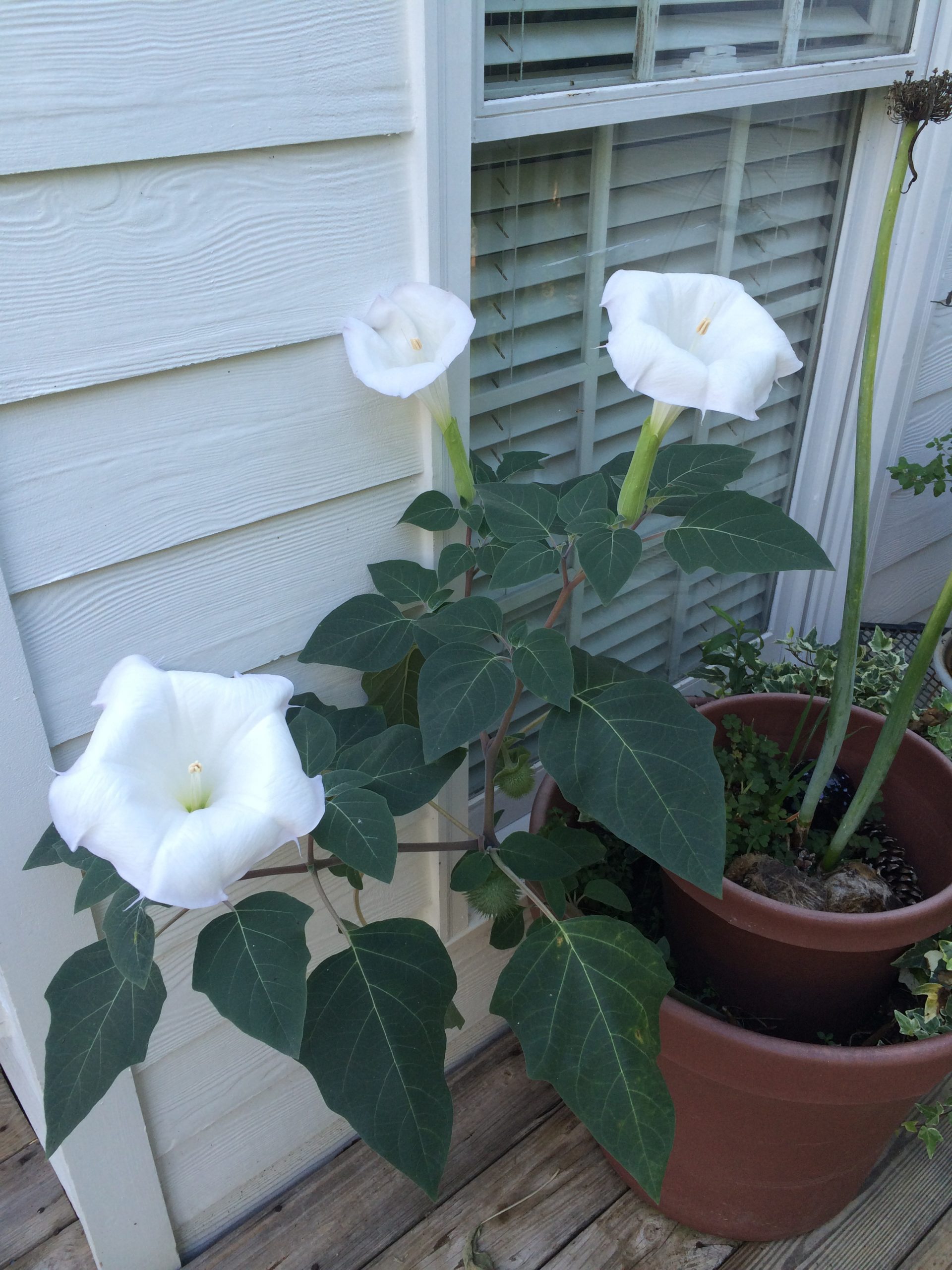 White trumpet flowers Walter Reeves The Gardener