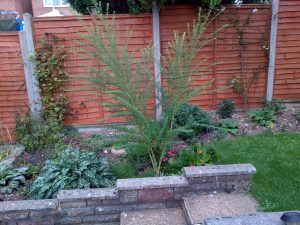 image48 | Walter Reeves: The Georgia Gardener