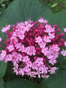 image57 | Walter Reeves: The Georgia Gardener