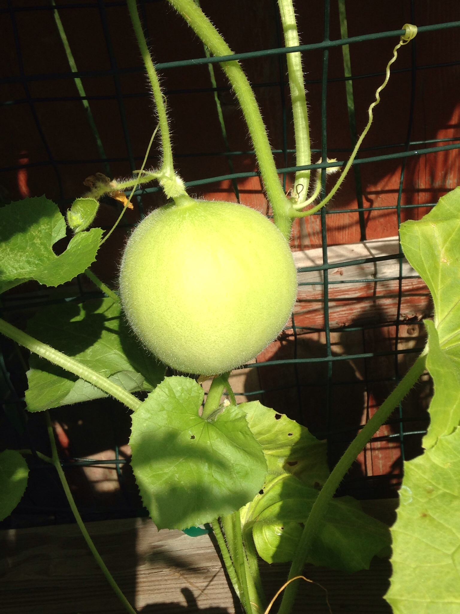Light green fuzzy round fruit or vegetable Walter Reeves The
