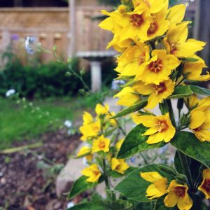 image59 | Walter Reeves: The Georgia Gardener