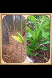image6 | Walter Reeves: The Georgia Gardener