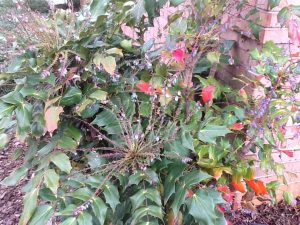 image7 | Walter Reeves: The Georgia Gardener