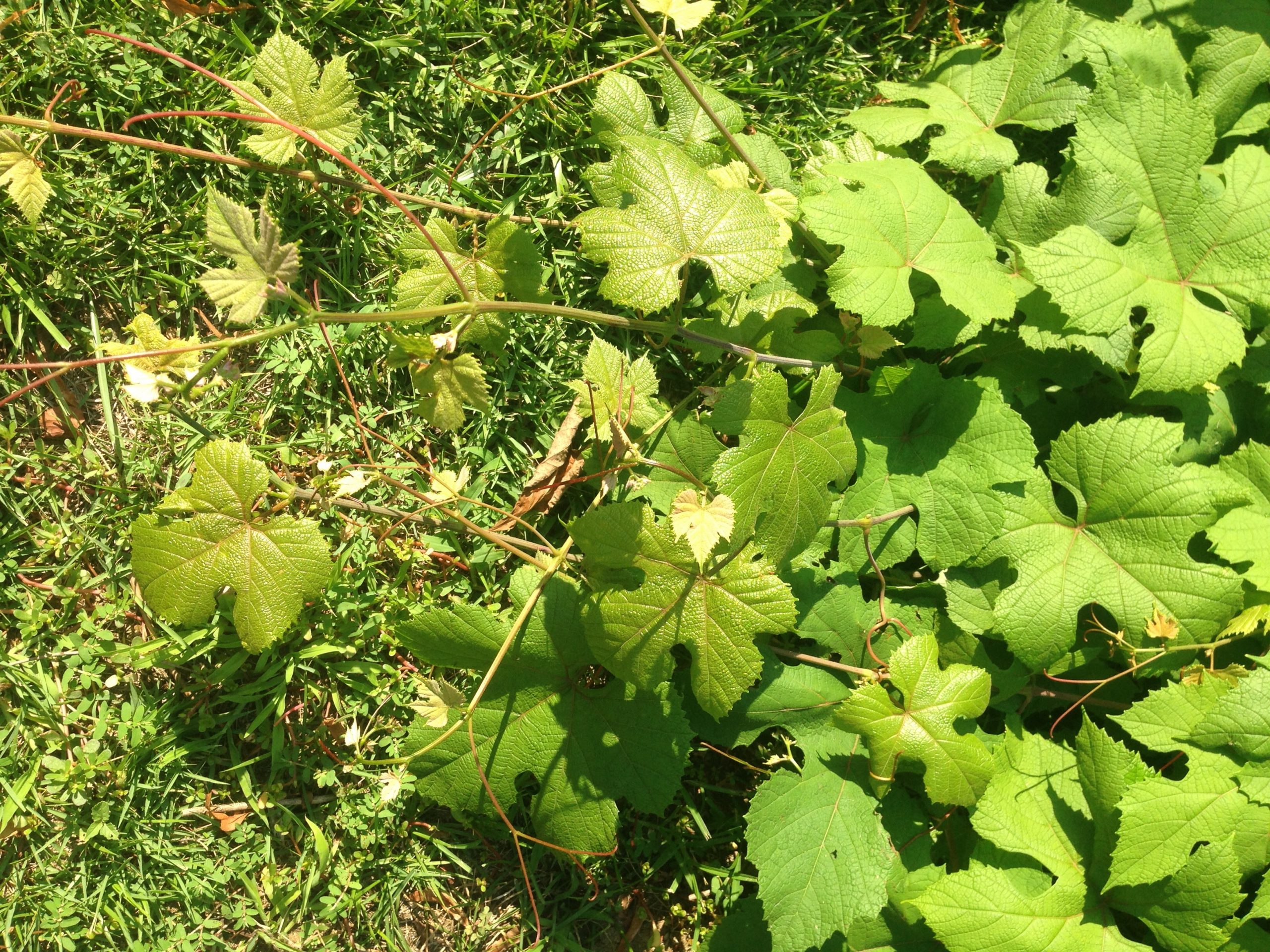 Invasive fast growing vine/plant Walter Reeves The Gardener