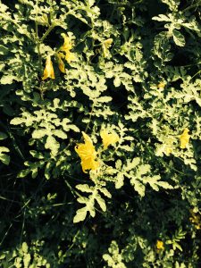 image72 | Walter Reeves: The Georgia Gardener