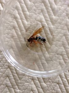 image81 | Walter Reeves: The Georgia Gardener