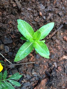 image86 | Walter Reeves: The Georgia Gardener