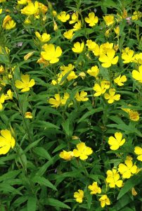 image95 | Walter Reeves: The Georgia Gardener